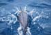 50 dolfijnenpret
